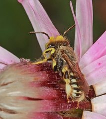 Neopasiphae mirabilis