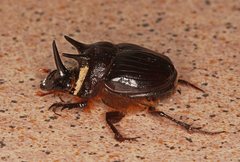 Onthophagus ferox