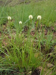 Cyperus cristatus