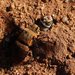 Dawson's Burrowing Bee - Photo (c) Linda Rogan EntSocVic, some rights reserved (CC BY-NC-SA), uploaded by Linda Rogan EntSocVic