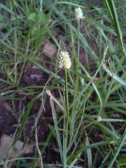Cyperus sesquiflorus sesquiflorus