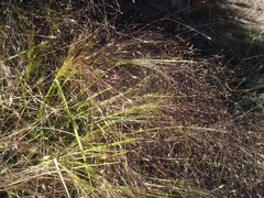 Agrostis montevidensis