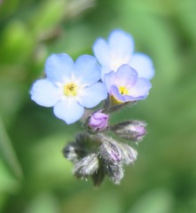 Myosotis semiamplexicaulis