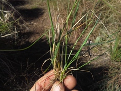 Agrostis montevidensis