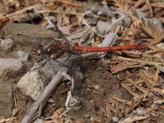Sympetrum nigrifemur
