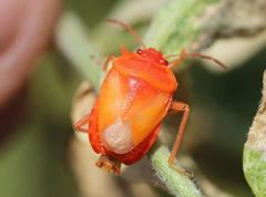Eurydema