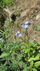 Myosotis semiamplexicaulis