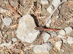 Sympetrum nigrifemur