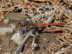 Sympetrum nigrifemur