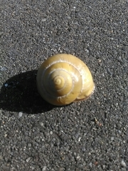 Cepaea nemoralis