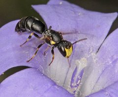 Hylaeus quadriceps