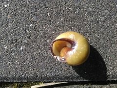 Cepaea nemoralis