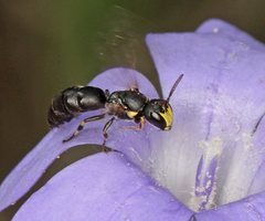 Hylaeus quadriceps