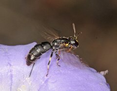 Hylaeus quadriceps