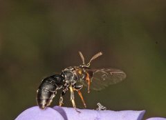 Hylaeus quadriceps