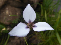 Moraea vigilans
