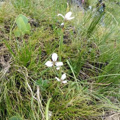 Moraea vigilans