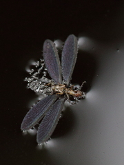 Kalotermes dispar