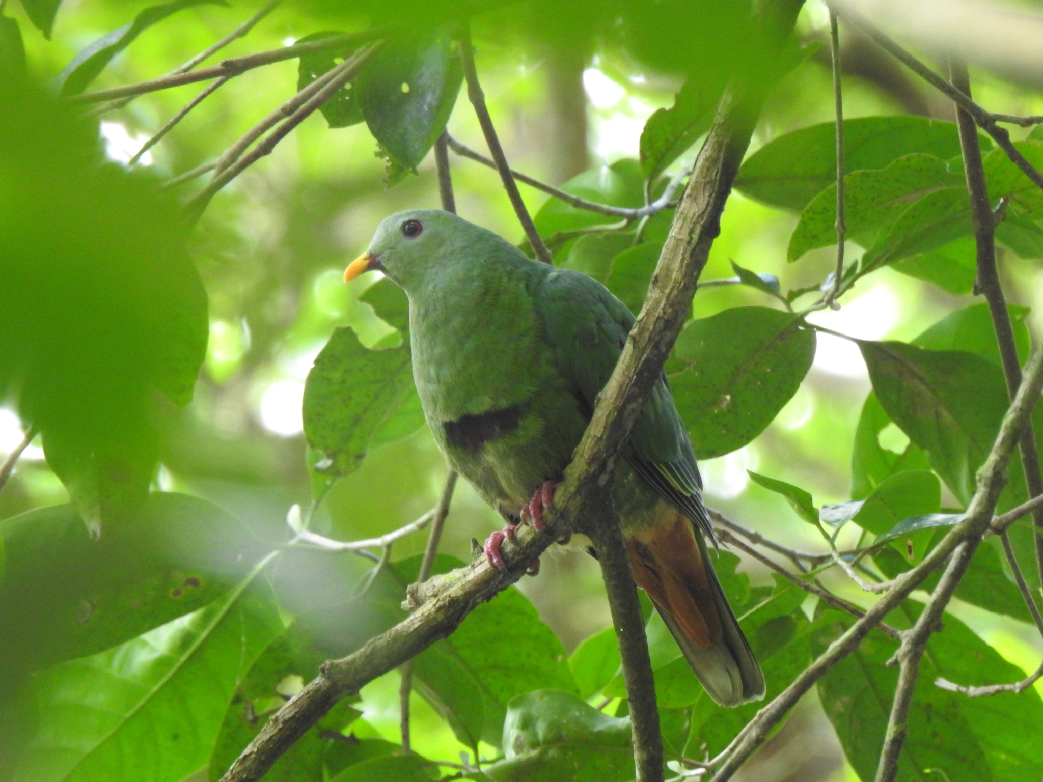 Black-chinned Fruit-Dove illustration