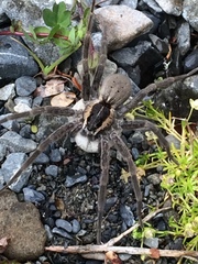 Dolomedes aquaticus