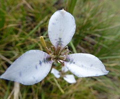 Moraea vigilans