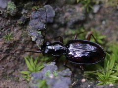 Bembidion subcallosum