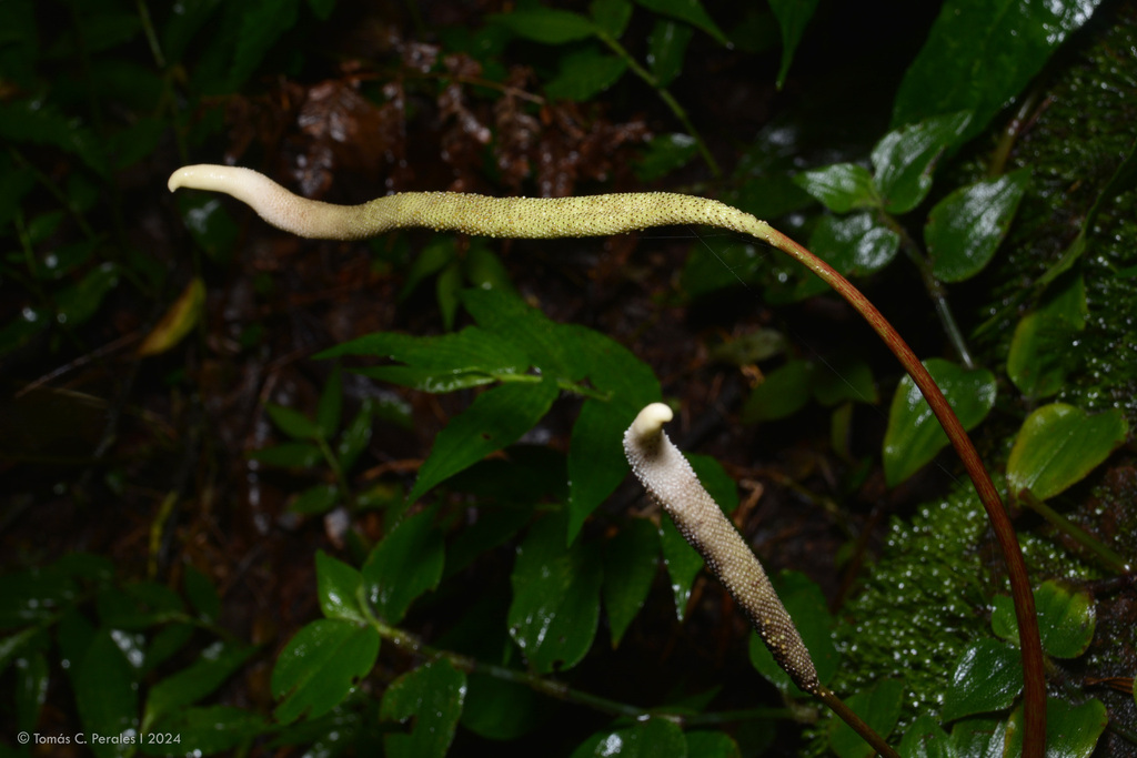 Peperomia armstrongii (Peperomia armstrongii)