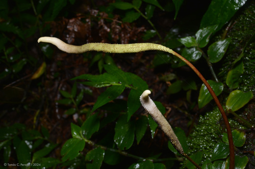 Peperomia armstrongii (Peperomia armstrongii)