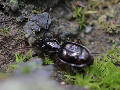 Bembidion subcallosum