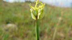 Moraea trifida