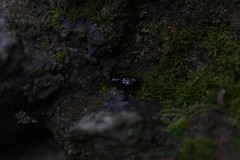 Bembidion subcallosum