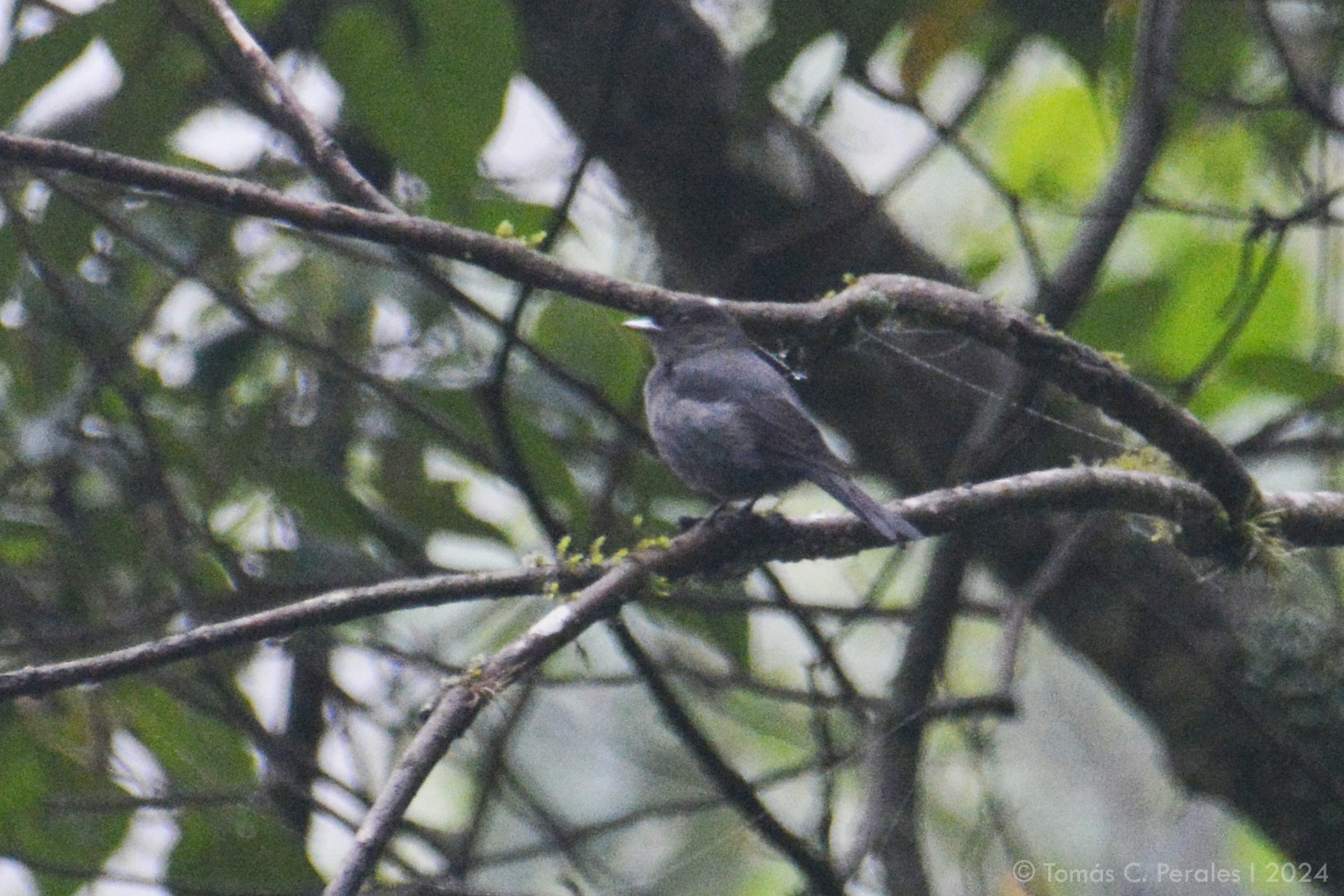 Plumbeous Tyrant (Knipolegus cabanisi), photo 5