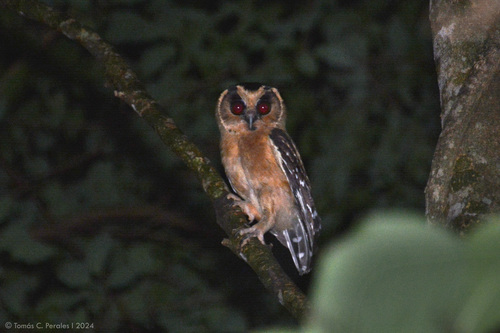 Buff-fronted Owl (Aegolius harrisii), photo 5