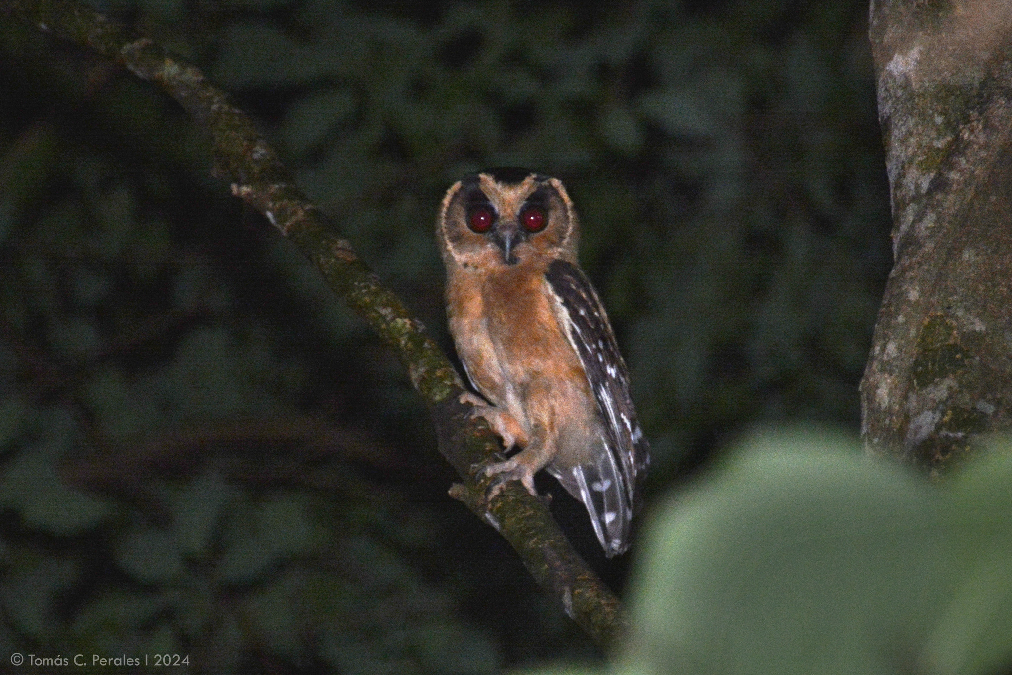 Buff-fronted Owl (Aegolius harrisii), photo 5