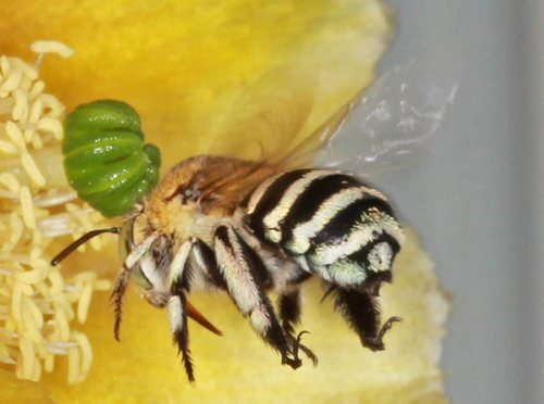 Amegilla murrayensis · iNaturalist