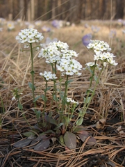 Noccaea cochleariformis