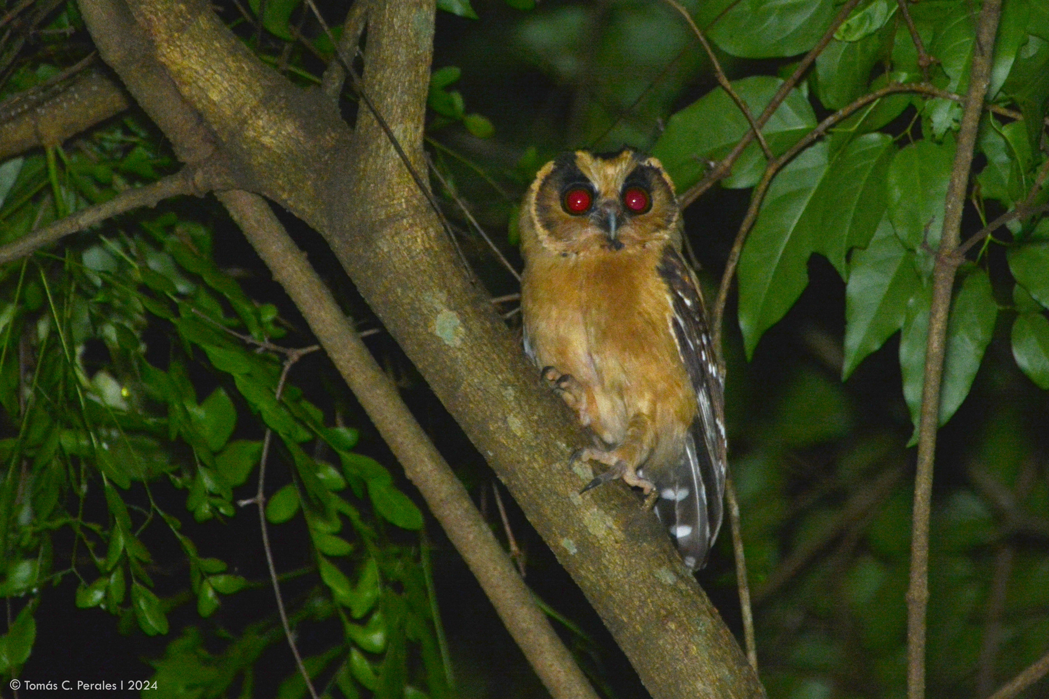 Buff-fronted Owl (Aegolius harrisii), photo 7