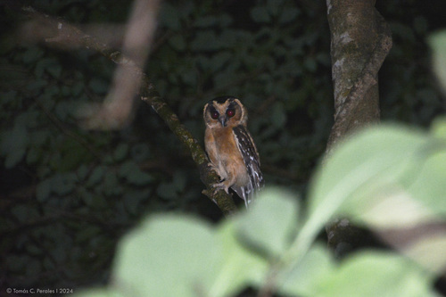 Buff-fronted Owl (Aegolius harrisii), photo 6