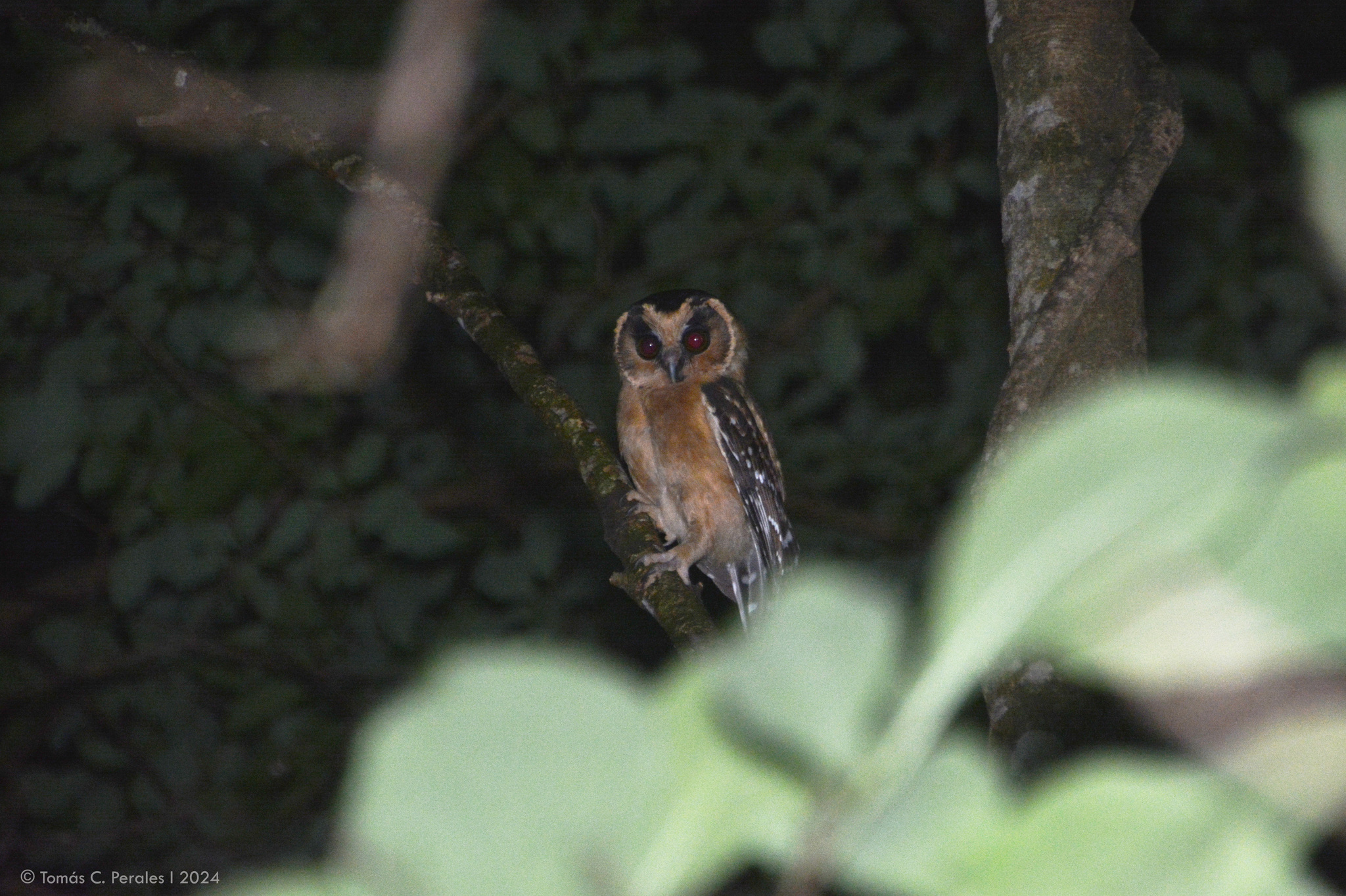 Buff-fronted Owl (Aegolius harrisii), photo 6