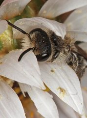 Leioproctus callurus