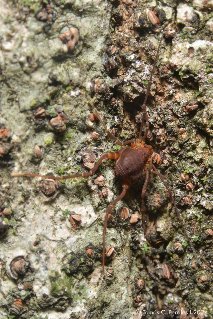 Metalibitia tibialis