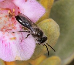 Leioproctus capito