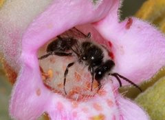 Leioproctus capito