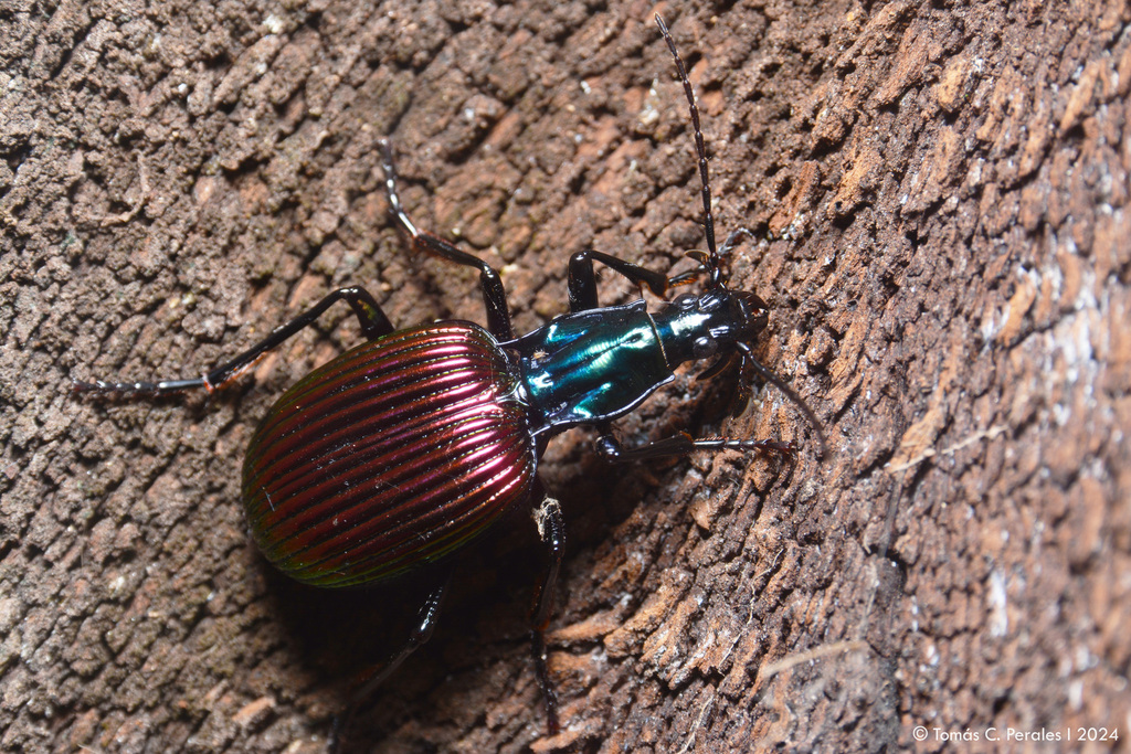 Brachygnathus angusticollis