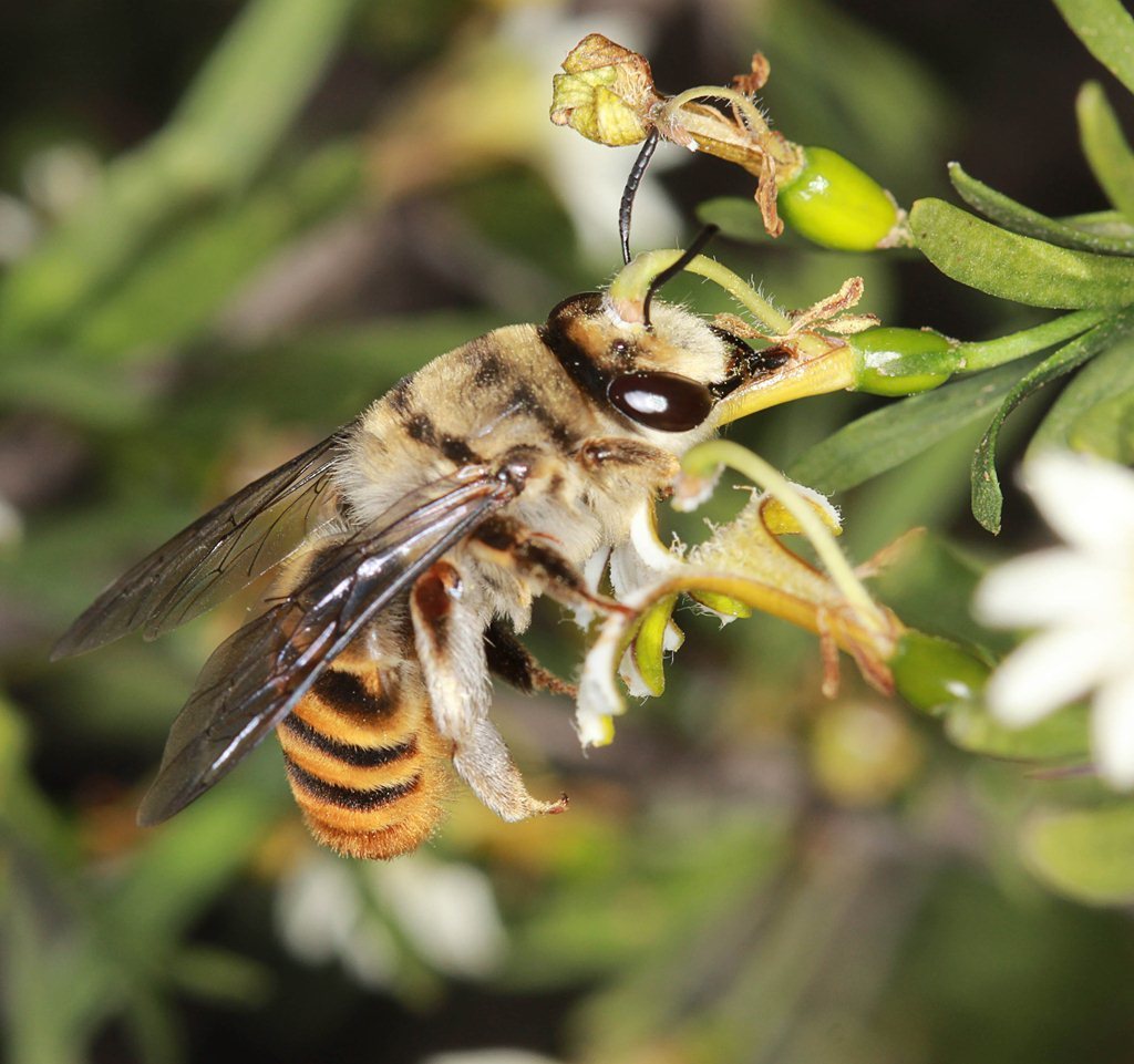 Swift and Comb-bearer Bees