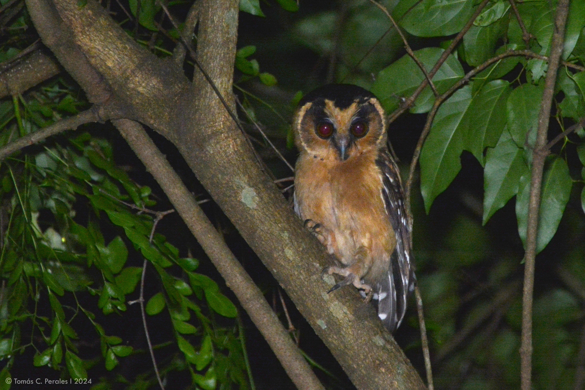 Buff-fronted Owl (Aegolius harrisii), photo 8