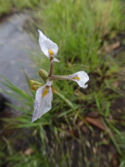 Moraea modesta
