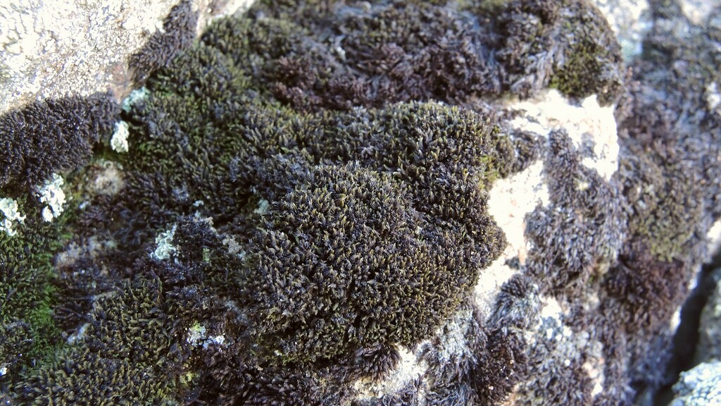 Grimmia elongata