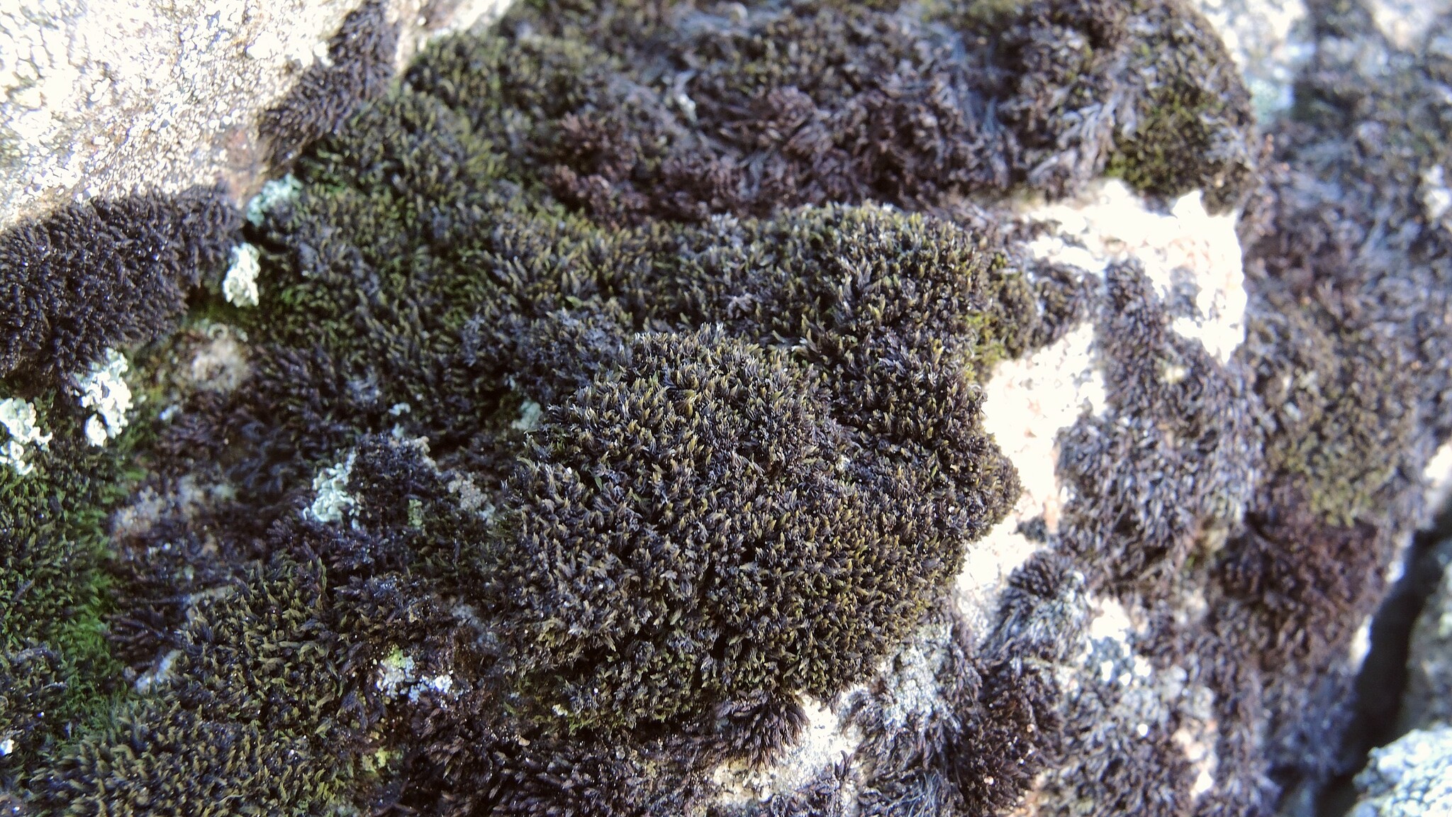 Grimmia elongata
