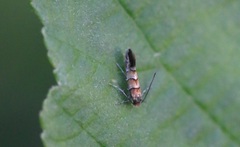 Phyllonorycter klemannella